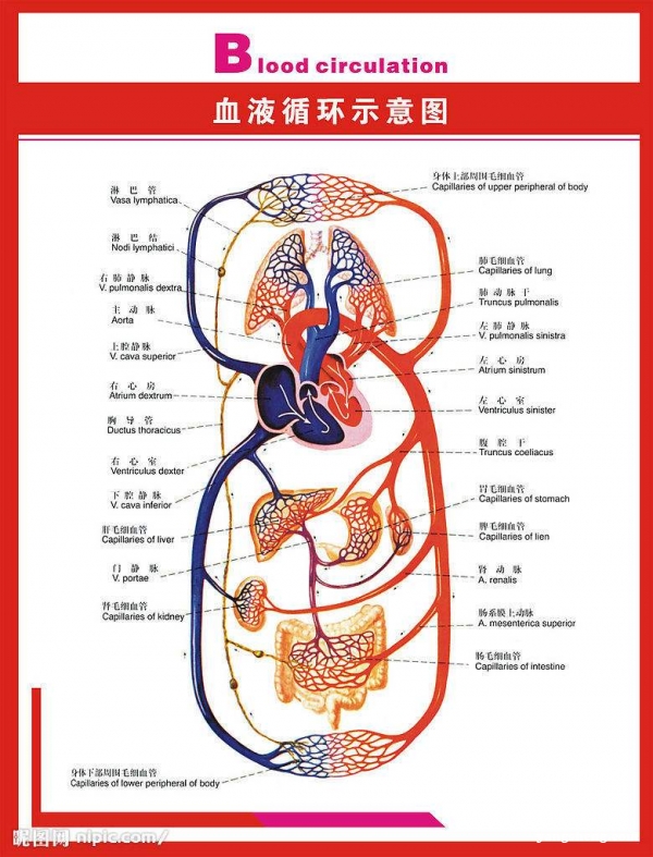 为什么要促进血液循环